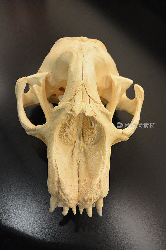 雌性北方象海豹Mirounga angustirostris的头骨